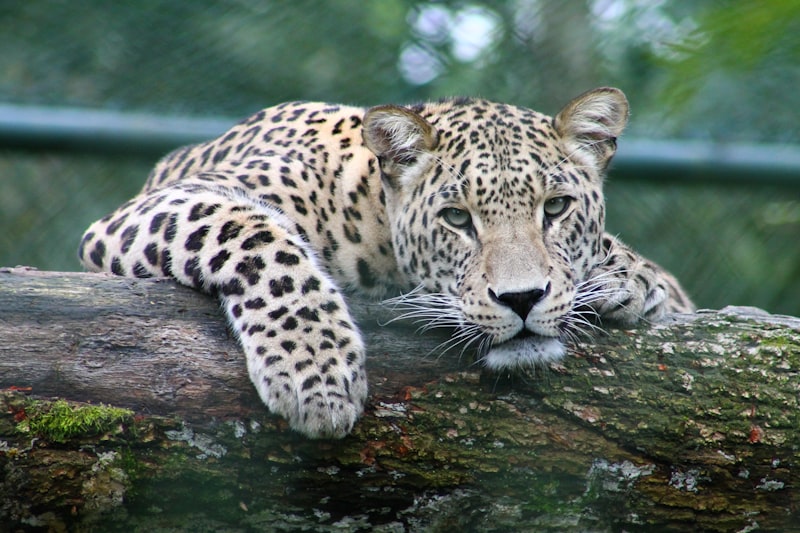 Yala National Park Tour
